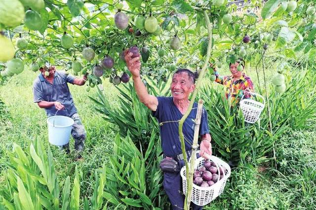 果 自产自销每亩利润过万元ag真人国际网站种植百香