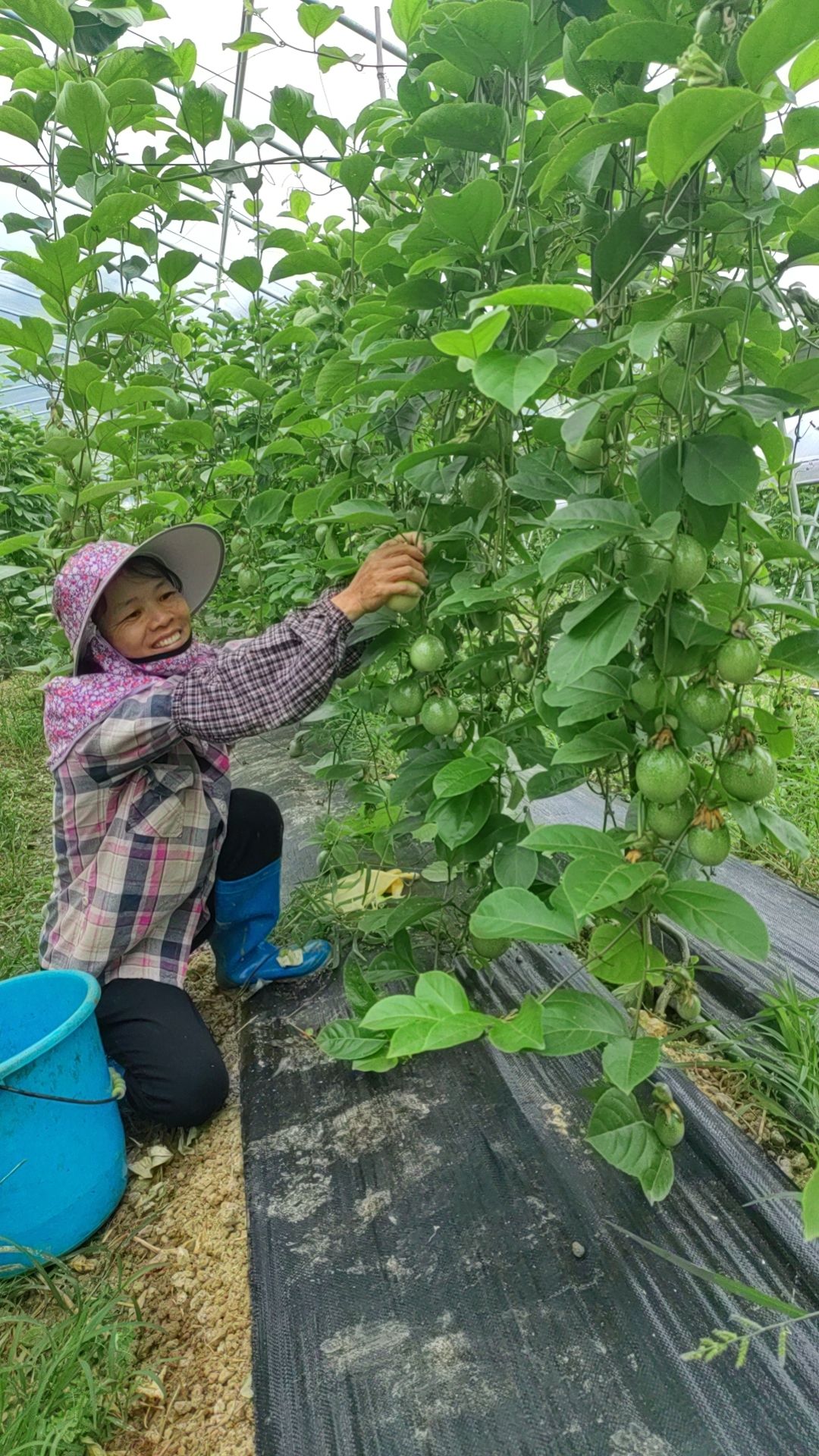 果抢鲜上市 百香果甜蜜滋味等您来尝ag旗舰厅手机客户端南宁又一特色水(图2)